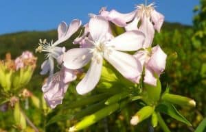 soapwort herb