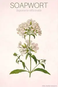 Soapwort Saponaria officinalis