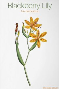 Blackberry Lily Belamcanda chinensis