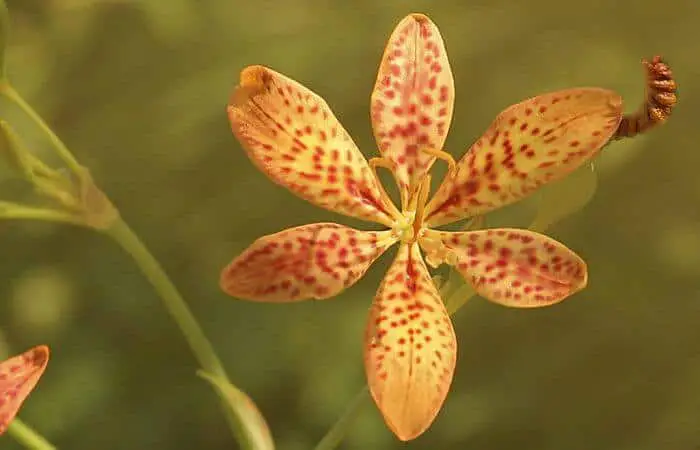 blackberry lily herb img - Why is Traditional Medicine Popular?
