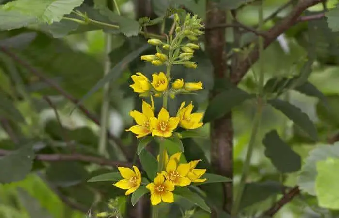 Yellow loosestrife herb