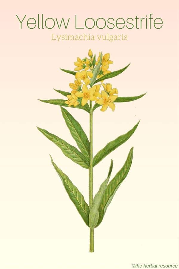 Yellow Loosestrife Lysimachia vulgaris