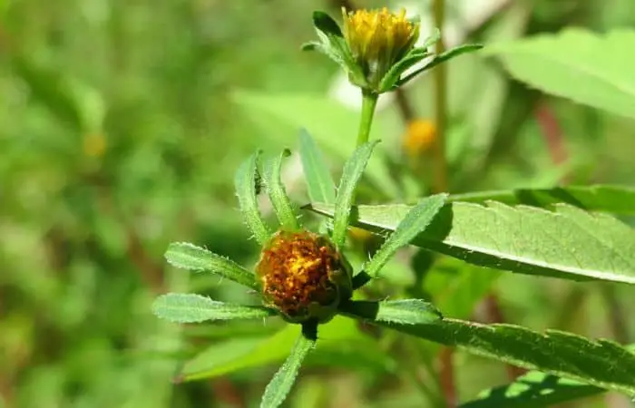 Trifid Bur Marigold herb