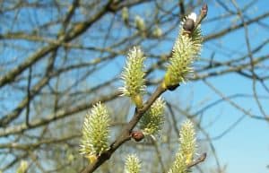 goat willow herb