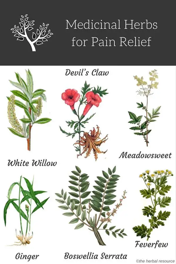 herbs for pain