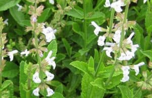 red sage herb