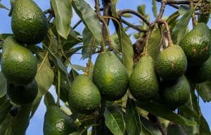 Avocado Oil