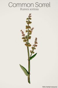 Sorrel Rumex acetosa