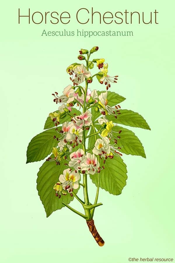 Horse Chestnut Herb Uses, Benefits and Side Effcts