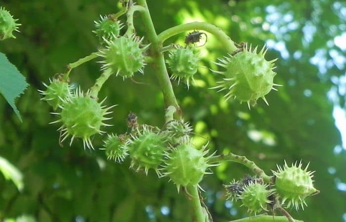 horse cestnut herb