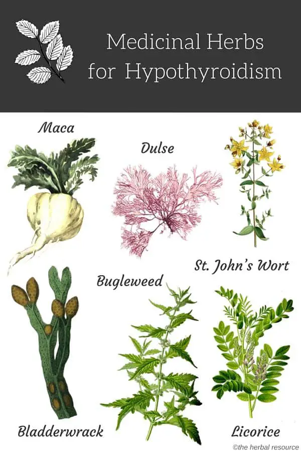 Hypothyroidism herbs