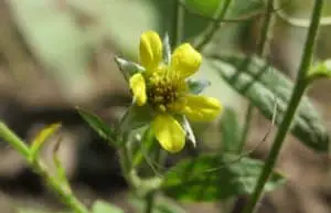 wood avens herb