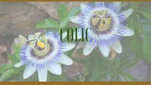 colic herbal remedies
