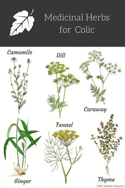 colic herbs