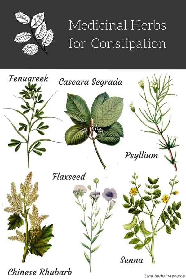 constipation herbs