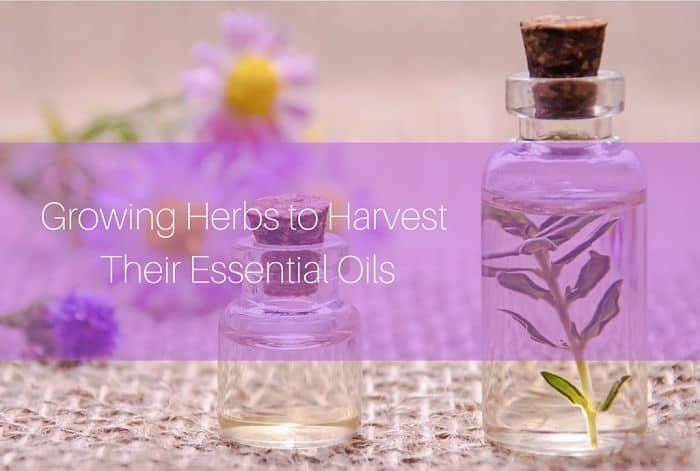 growing herbs for essential oils