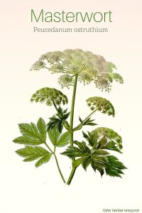 Masterwort Peucedanum ostruthium