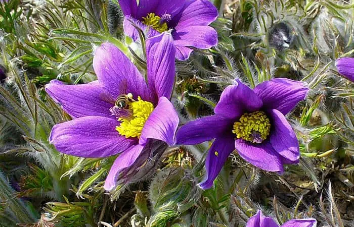 Pasque Flower herb