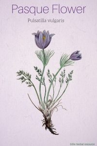 Pasque Flower Pulsatilla vulgaris