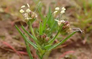 Psyllium herb