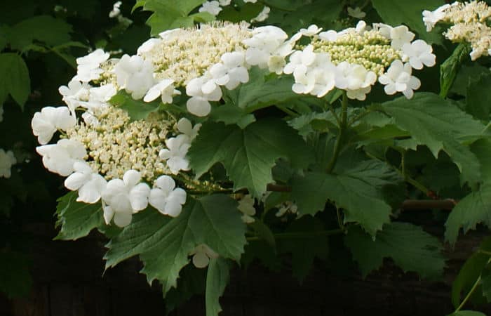 cramp bark herbal remedy