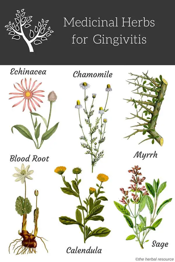 Gingivitis herbs