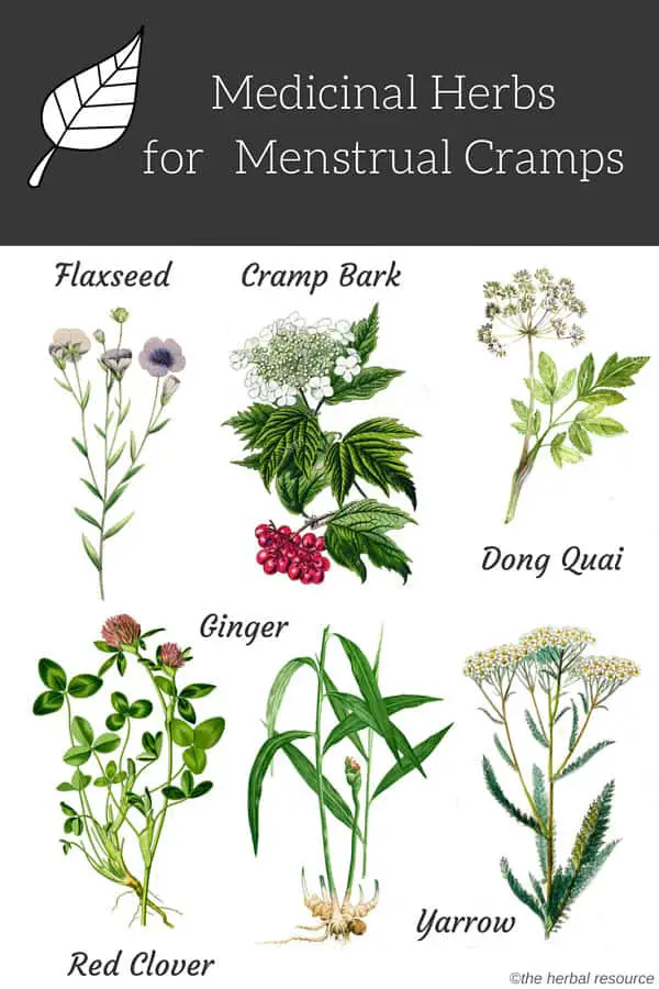 menstrual cramps herbs