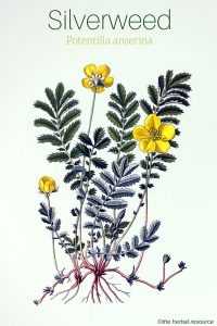 Silverweed Potentilla anserina