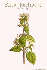 Black Horehound Ballota nigra