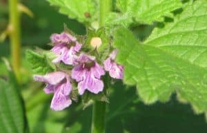 black horehound herb