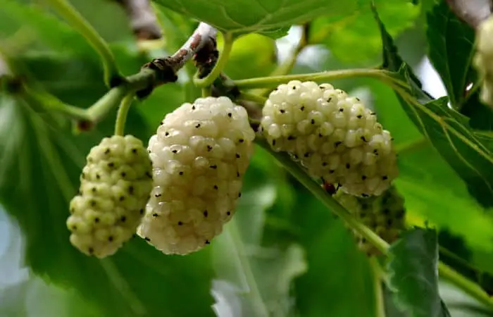white mulberry herb