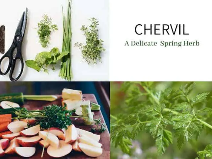 chervil herb spice