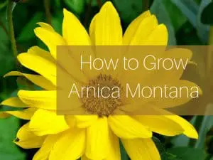 how to grow arnica