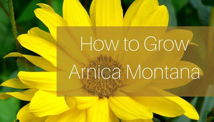 how to grow arnica