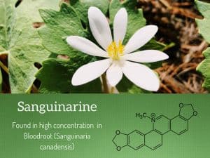 sanguinarine uses