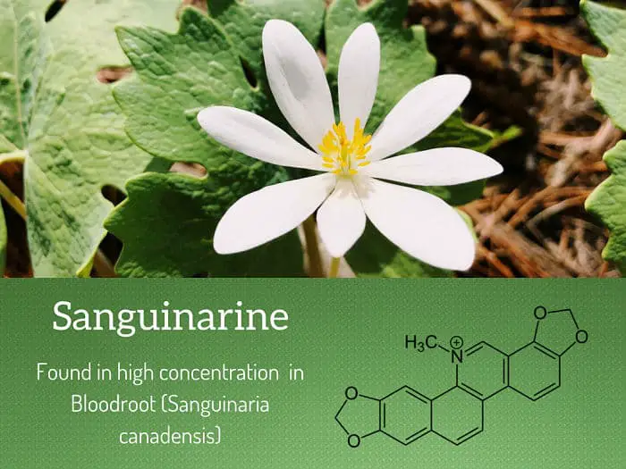sanguinarine uses