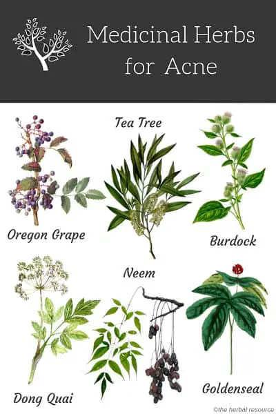 acne herbs