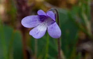 butterwort herb