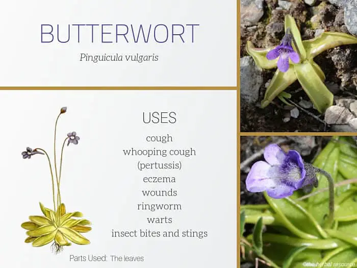 Butterwort Uses and Benefits