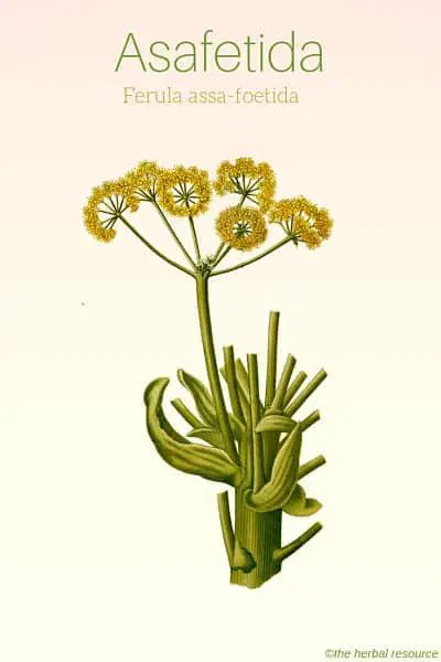 Asafetida herb Ferula assa-foetida ©the herbal resource