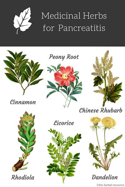 Pancreatitis herbs