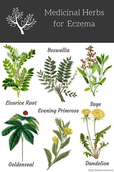 herbs for eczema