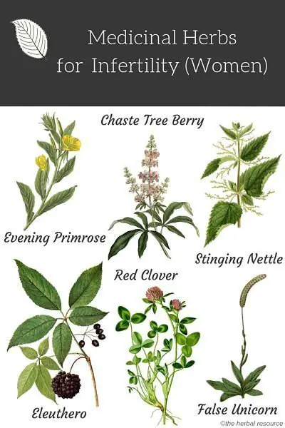 infertility herbs women