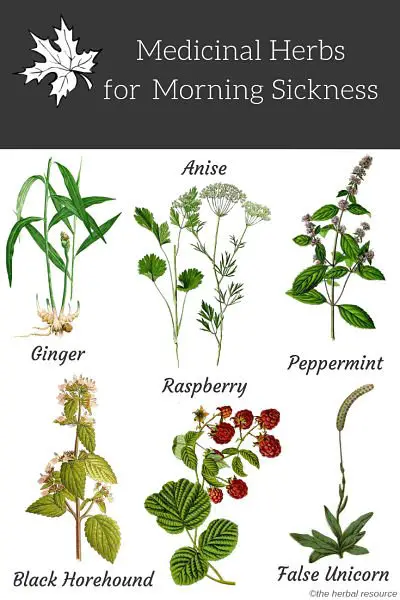 morning sickness herbs