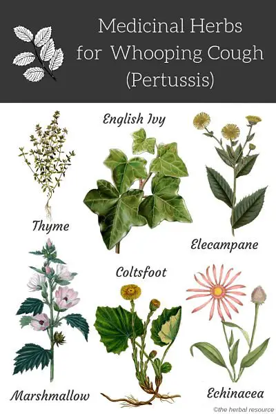 Whooping Cough (Pertussis) Medicinal Herbs