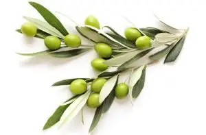 Olive Leaf Extract & Oleuropein