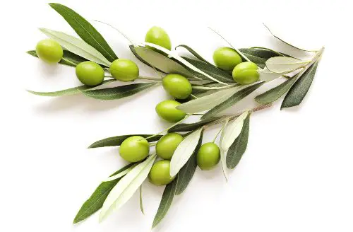Olive Leaf Extract & Oleuropein