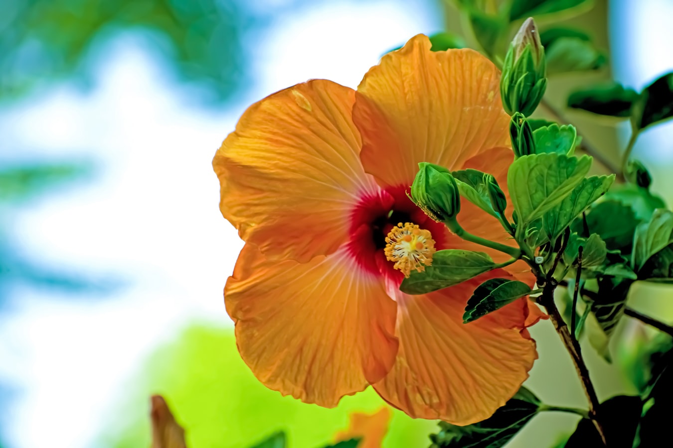 Hibiscus — Health Benefits and Side Effects The Herbal Resource